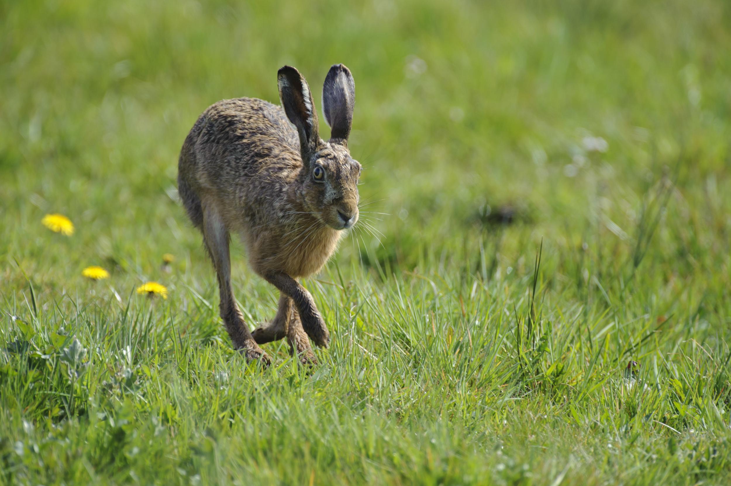 FeldhasenBestand stabil Deutscher Jagdverband